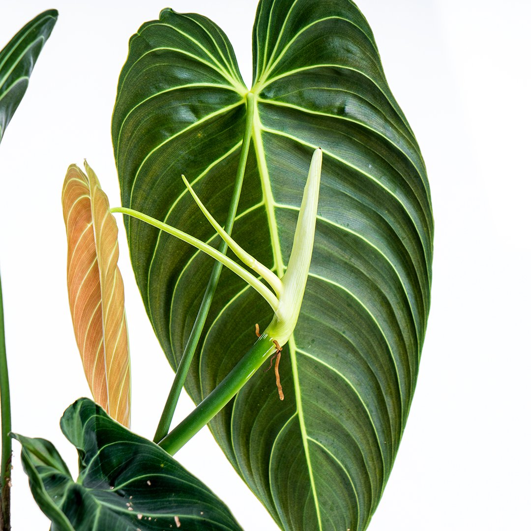 Philodendron Melanochrysum Medium - Greenspaces.id