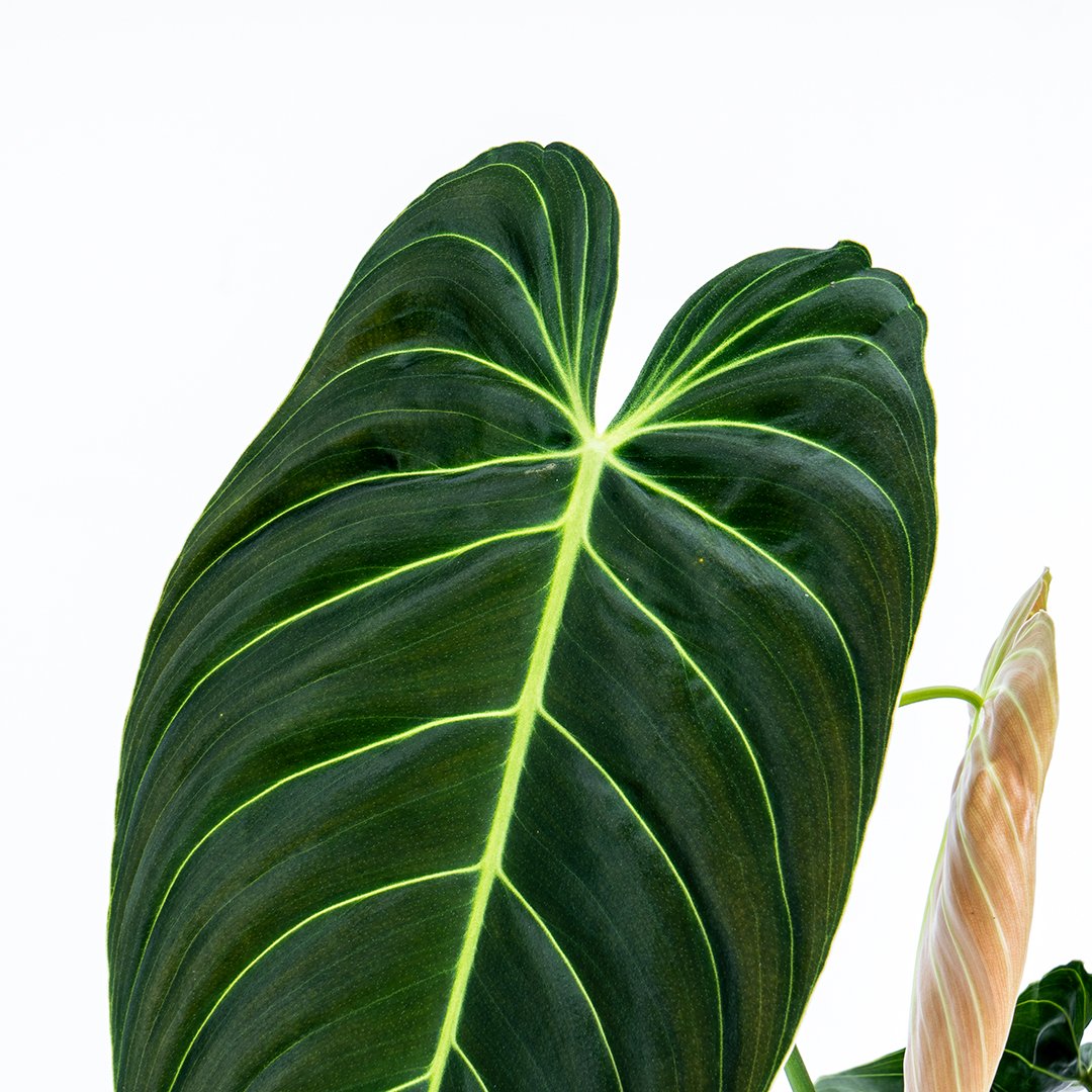 Philodendron Melanochrysum Medium - Greenspaces.id
