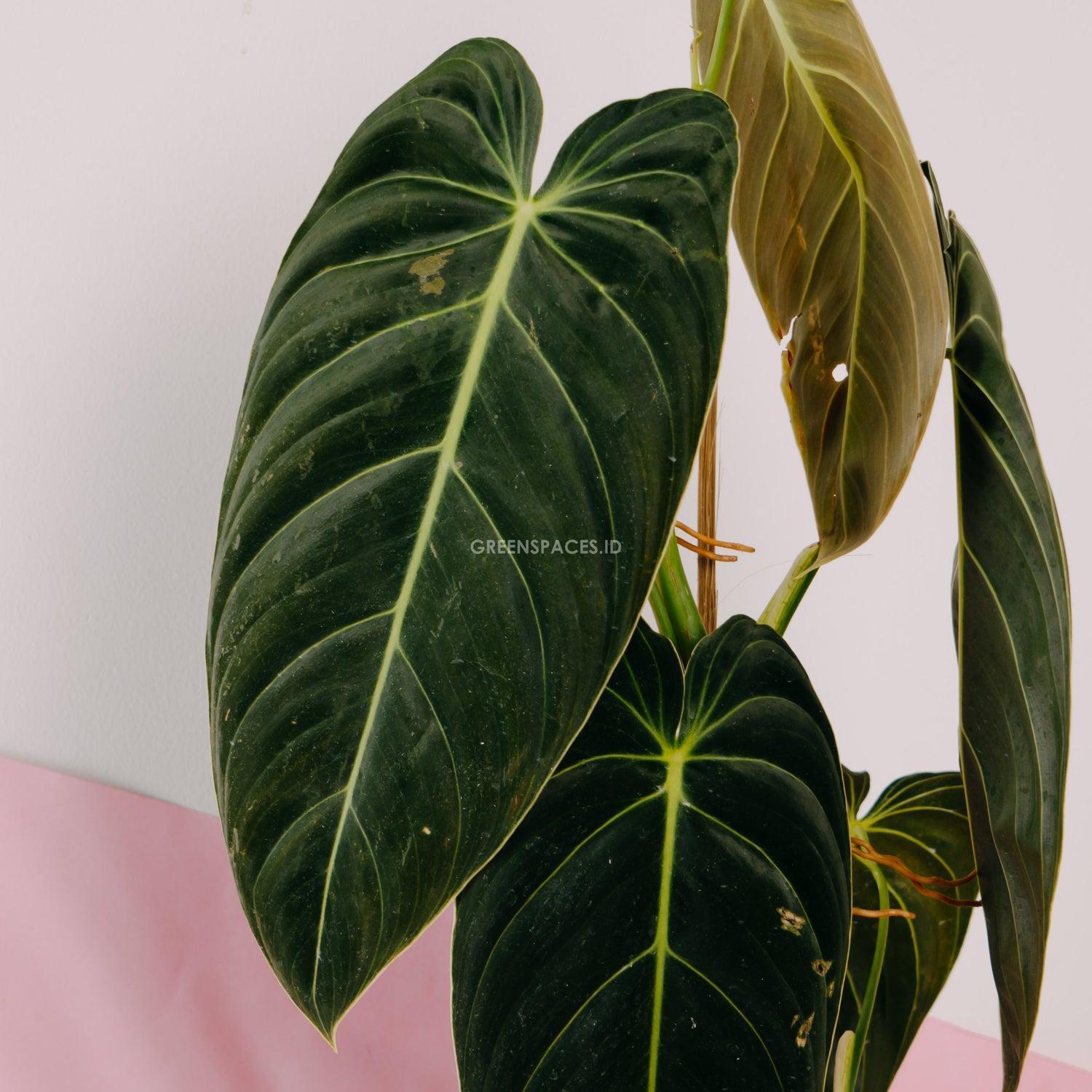 Philodendron Melanochrysum Long - Greenspaces.id