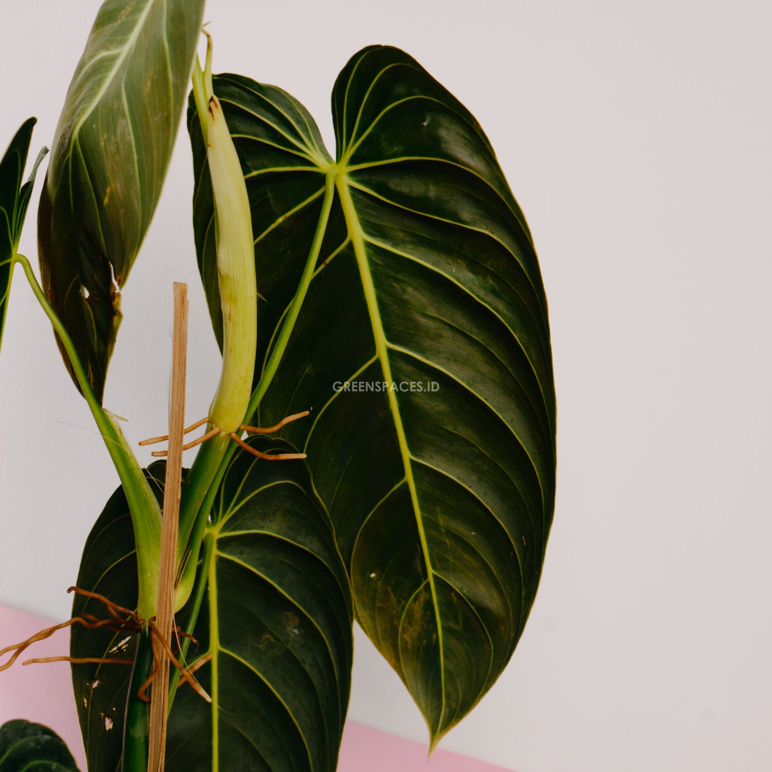 Philodendron Melanochrysum Long - Greenspaces.id