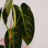 Philodendron Melanochrysum Long - Greenspaces.id