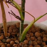 Philodendron Melanochrysum Long - Greenspaces.id