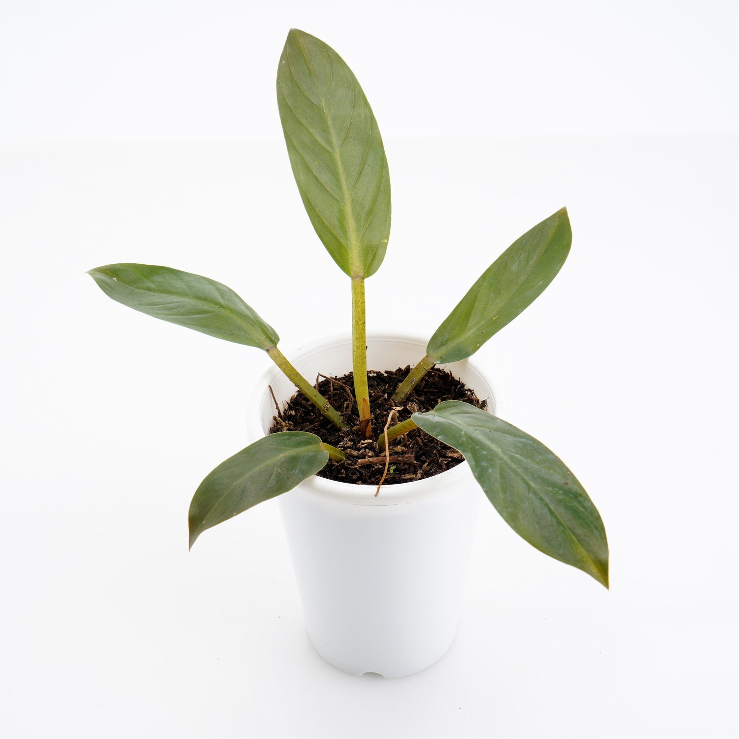 Philodendron Melonii