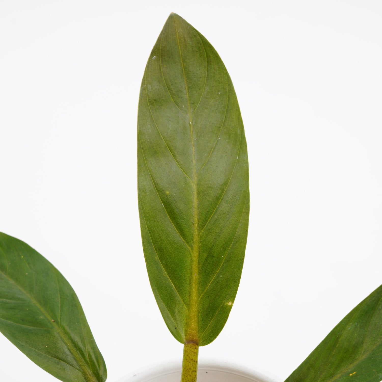 Philodendron Melonii