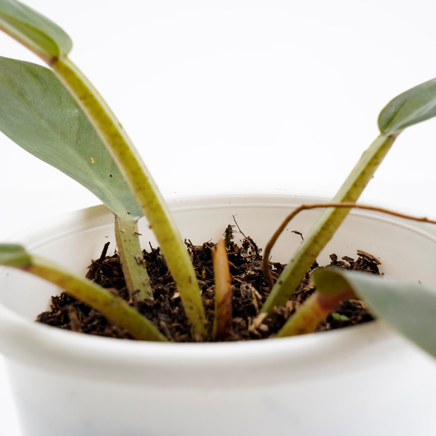 Philodendron Melonii