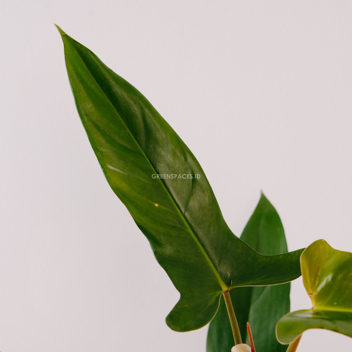 Philodendron Mexicanum - Greenspaces.id
