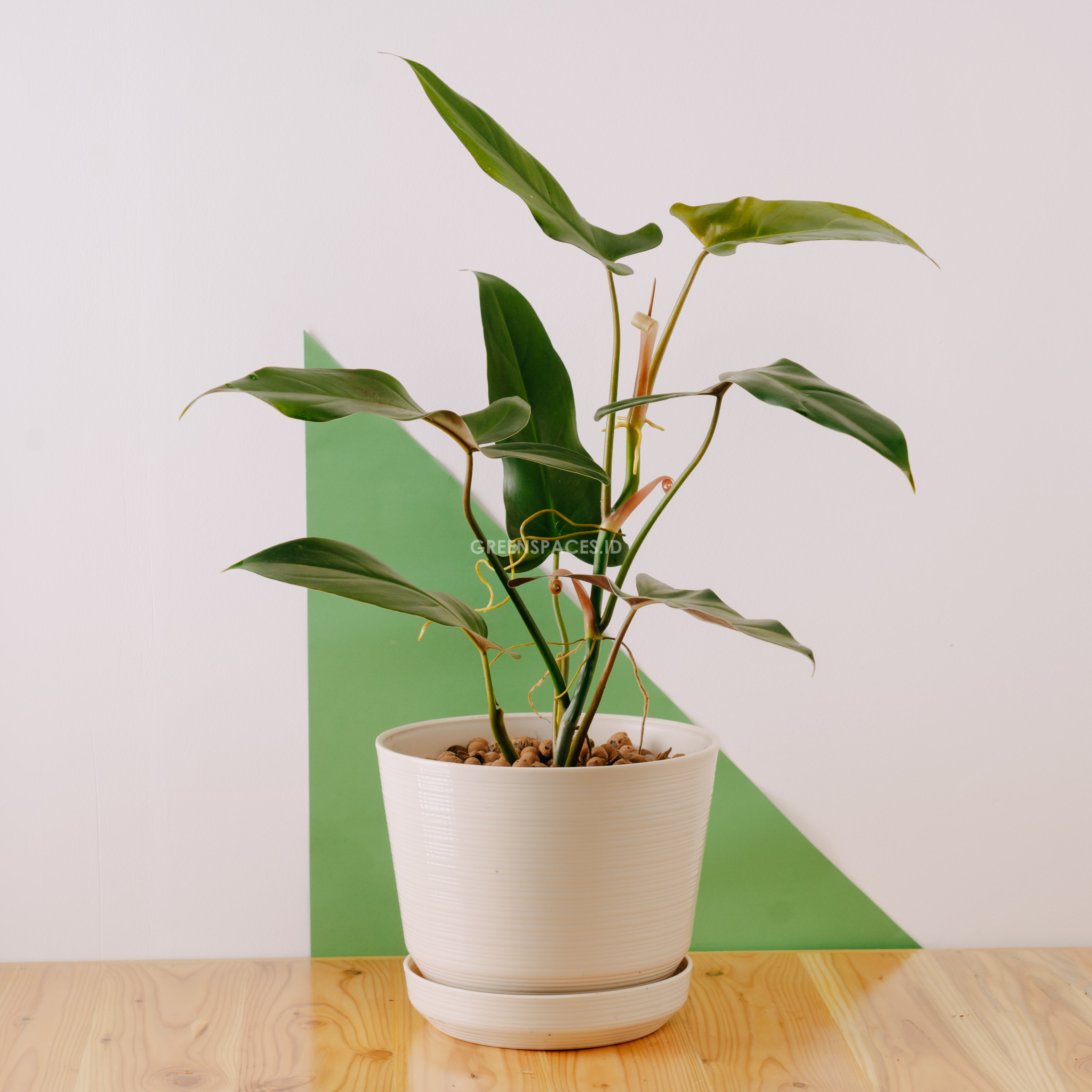 mexicanum philodendron Philodendron Mexicanum – Greenspaces.id