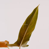 Philodendron Mexicanum - Greenspaces.id