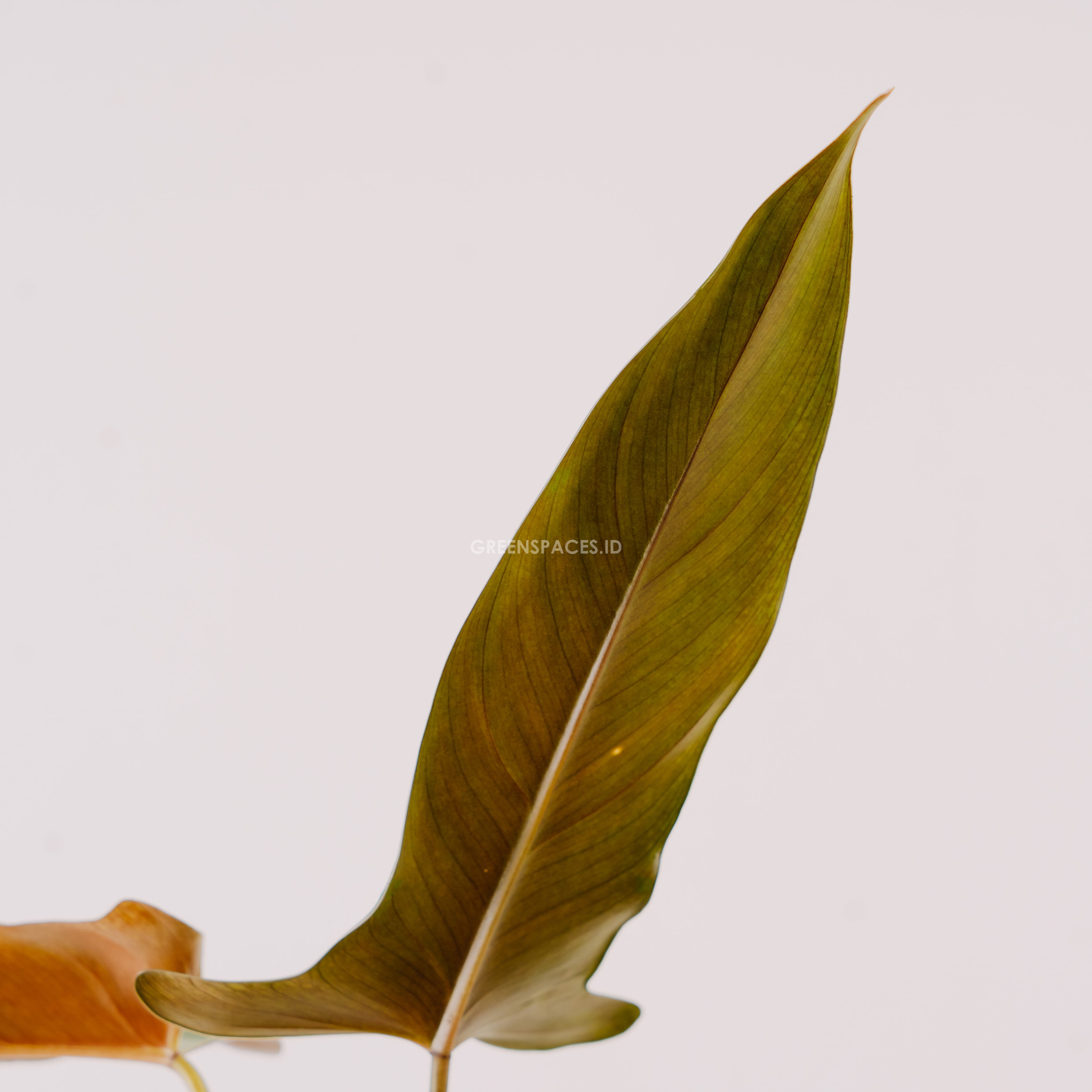 Philodendron Mexicanum - Greenspaces.id