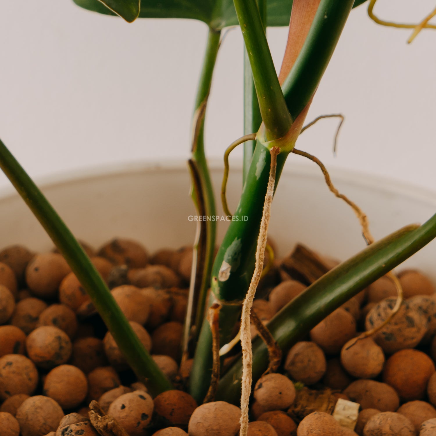 Philodendron Mexicanum - Greenspaces.id