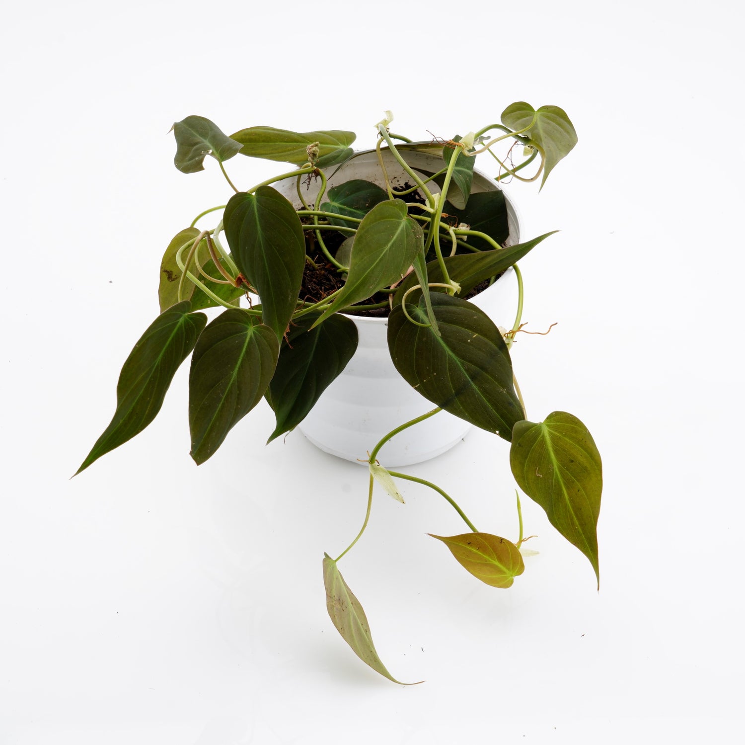 Philodendron Mican