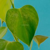 Philodendron Microstosctum - Greenspaces.id