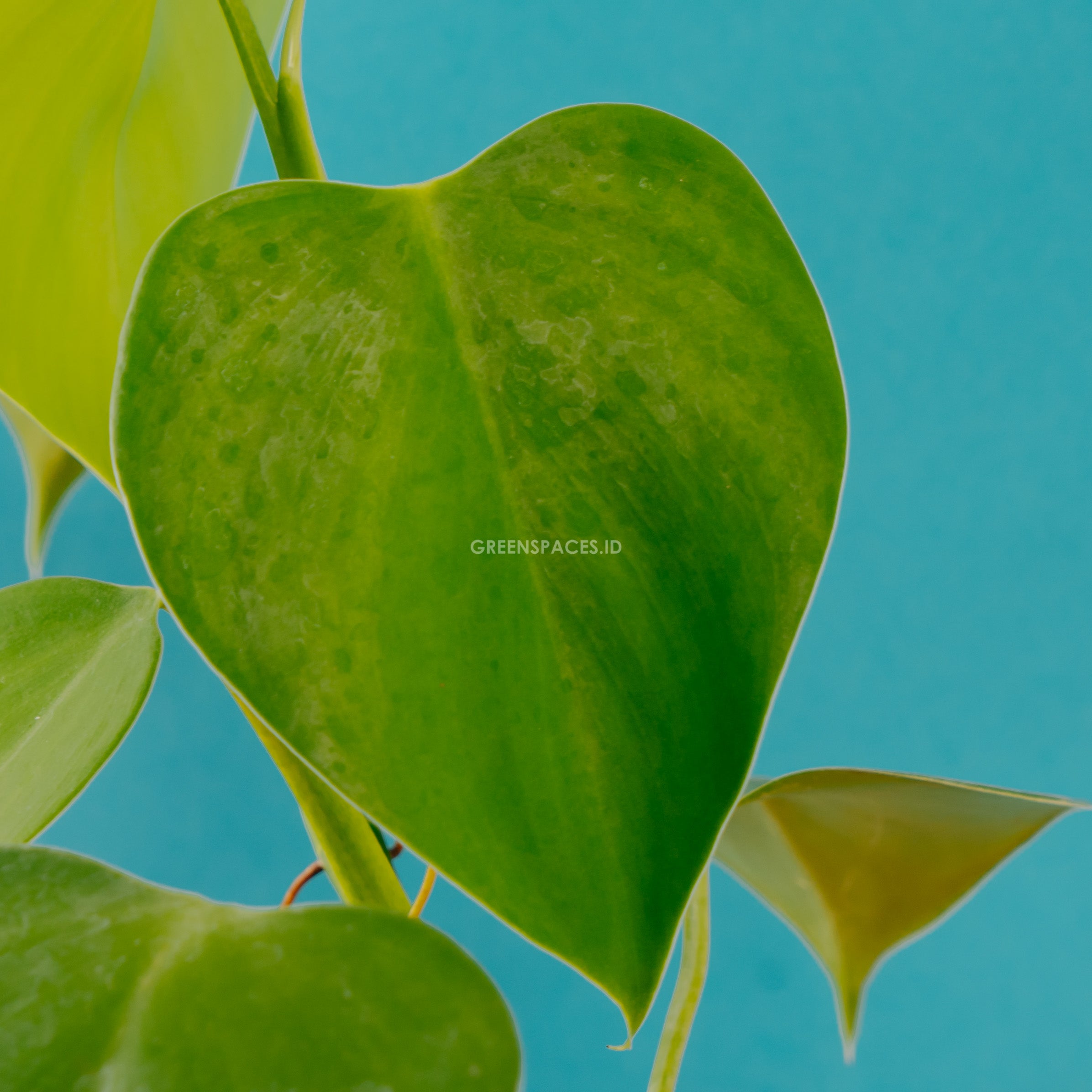 Philodendron Microstosctum - Greenspaces.id