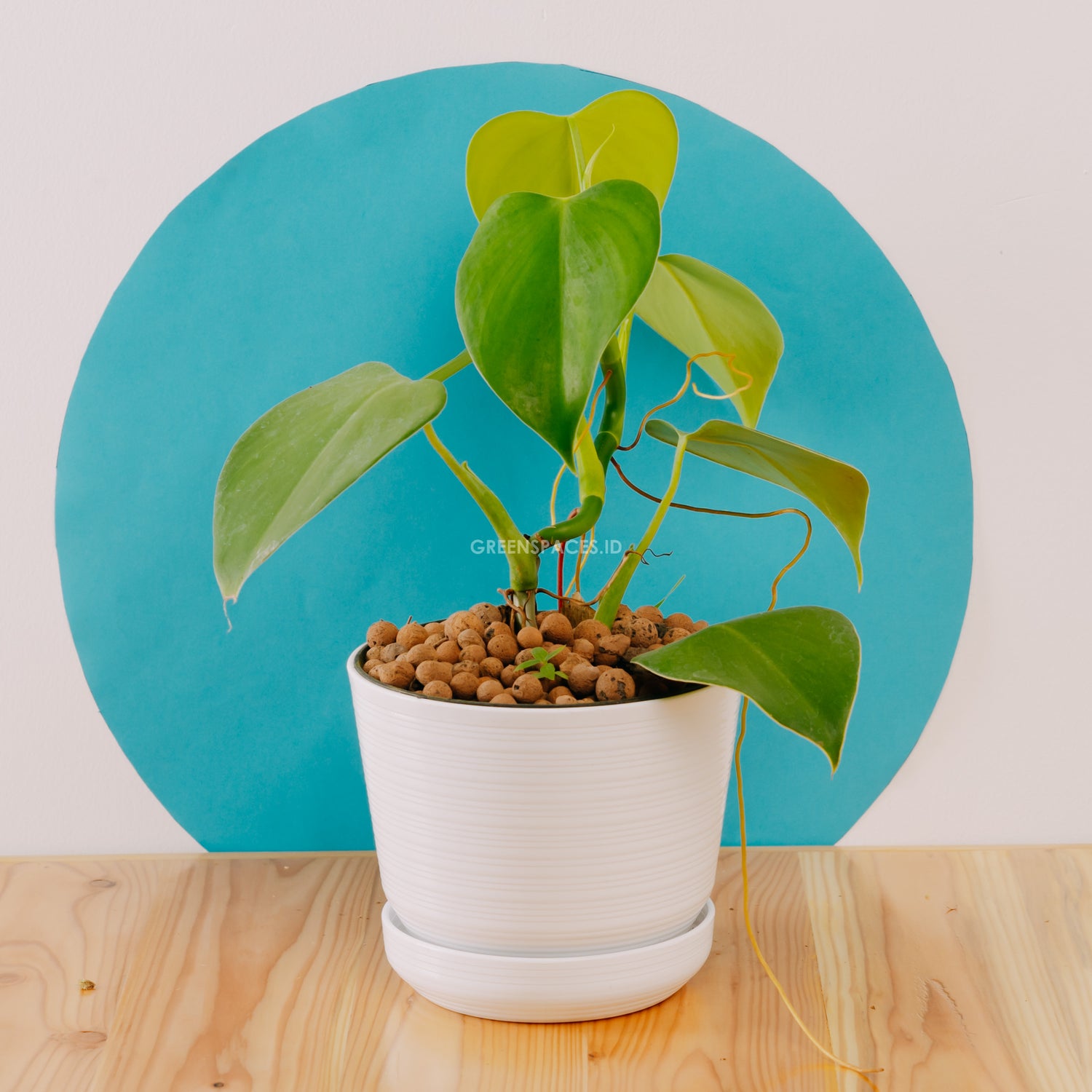 Philodendron Microstosctum - Greenspaces.id