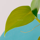 Philodendron Microstosctum - Greenspaces.id