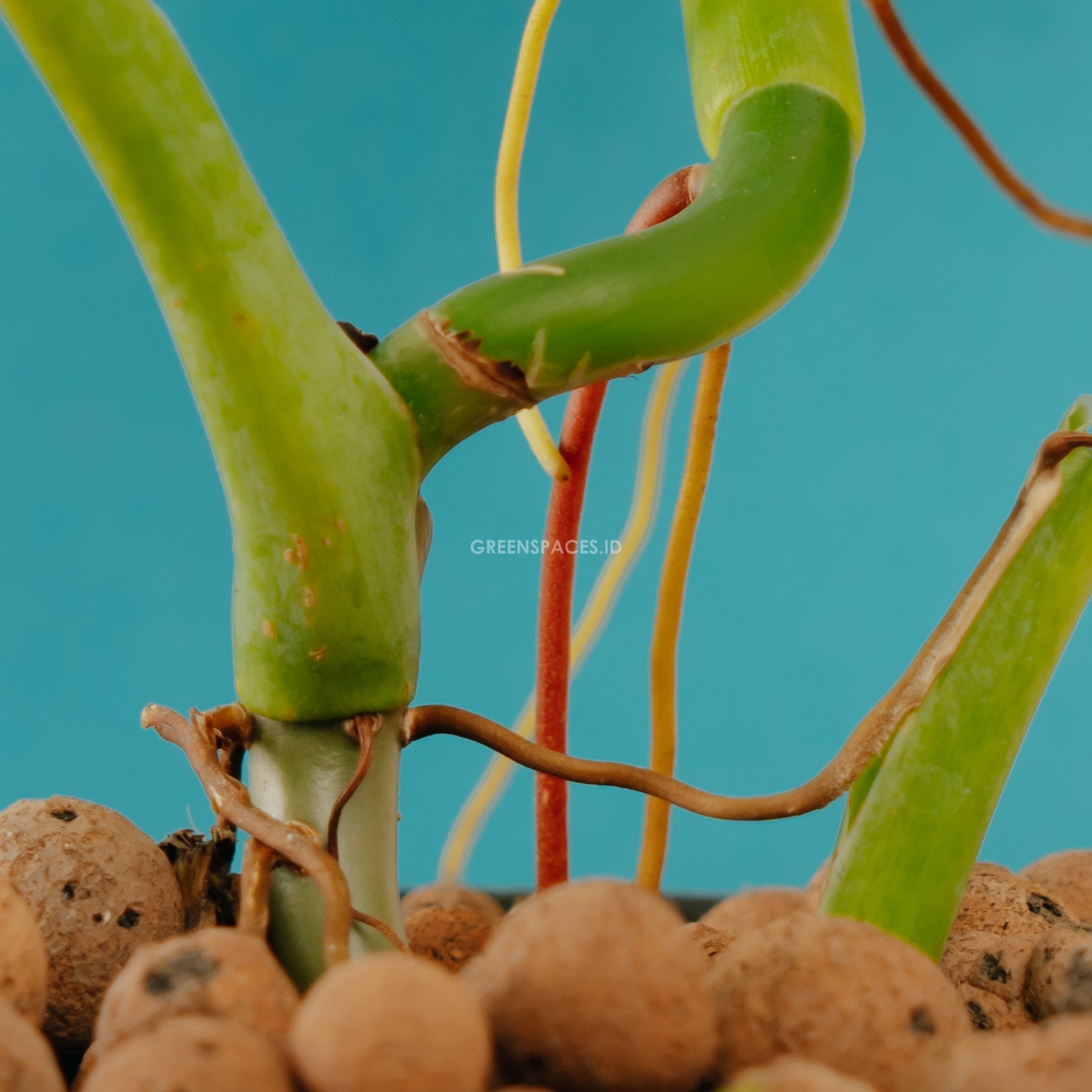 Philodendron Microstosctum - Greenspaces.id