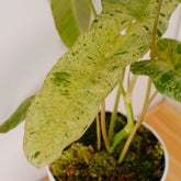 Philodendron Paraiso Verde - Greenspaces.id