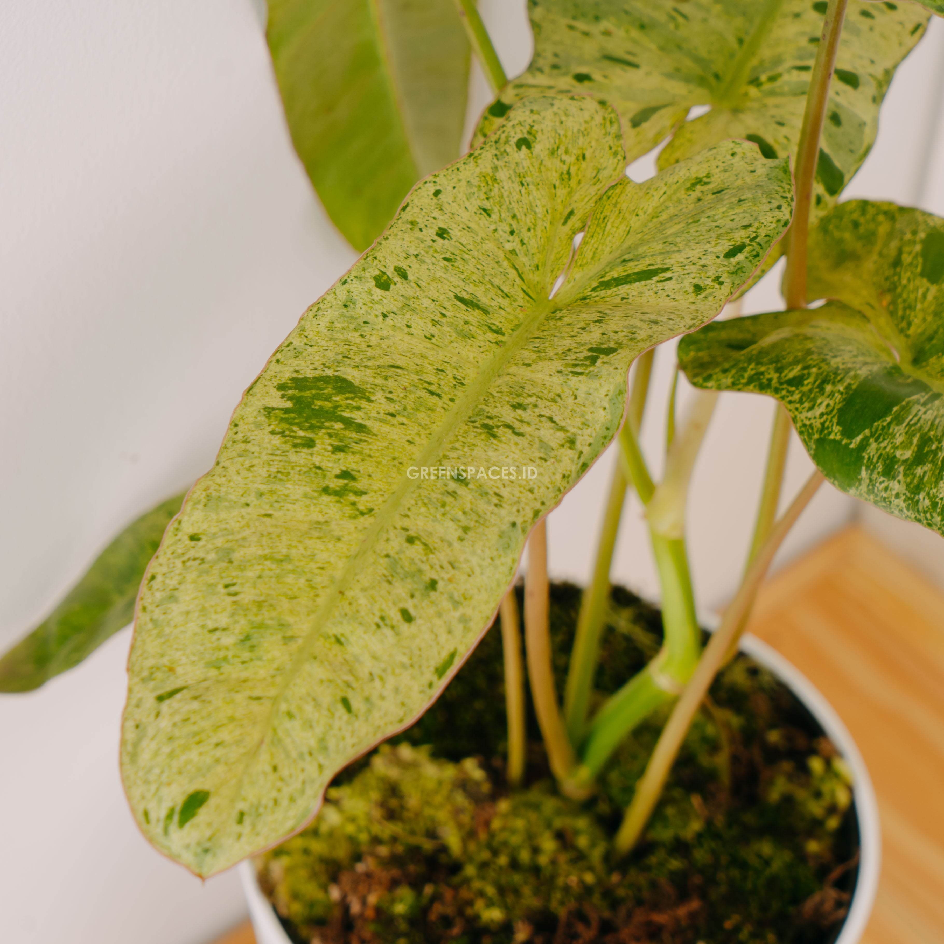 Philodendron Paraiso Verde - Greenspaces.id