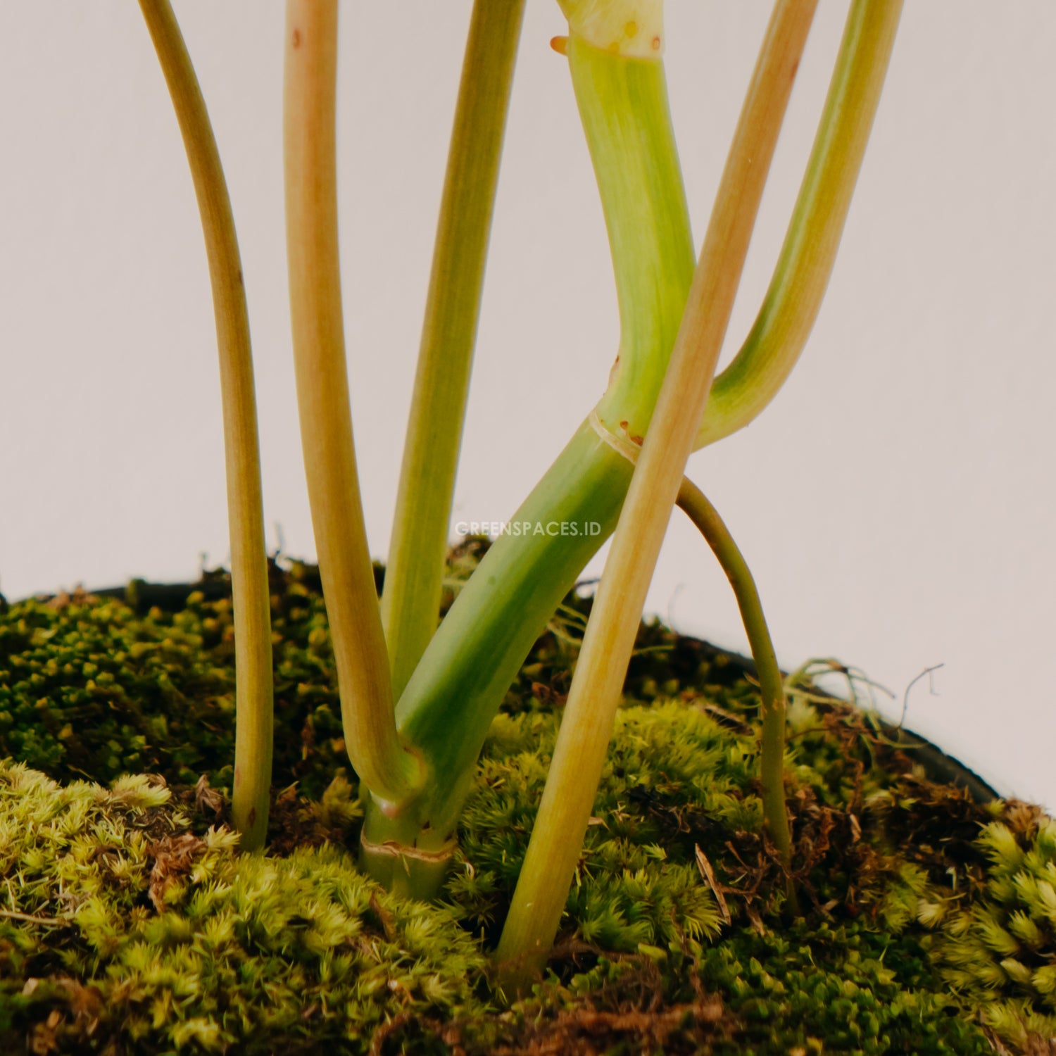 Philodendron Paraiso Verde - Greenspaces.id