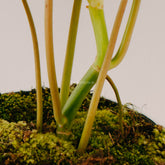 Philodendron Paraiso Verde - Greenspaces.id