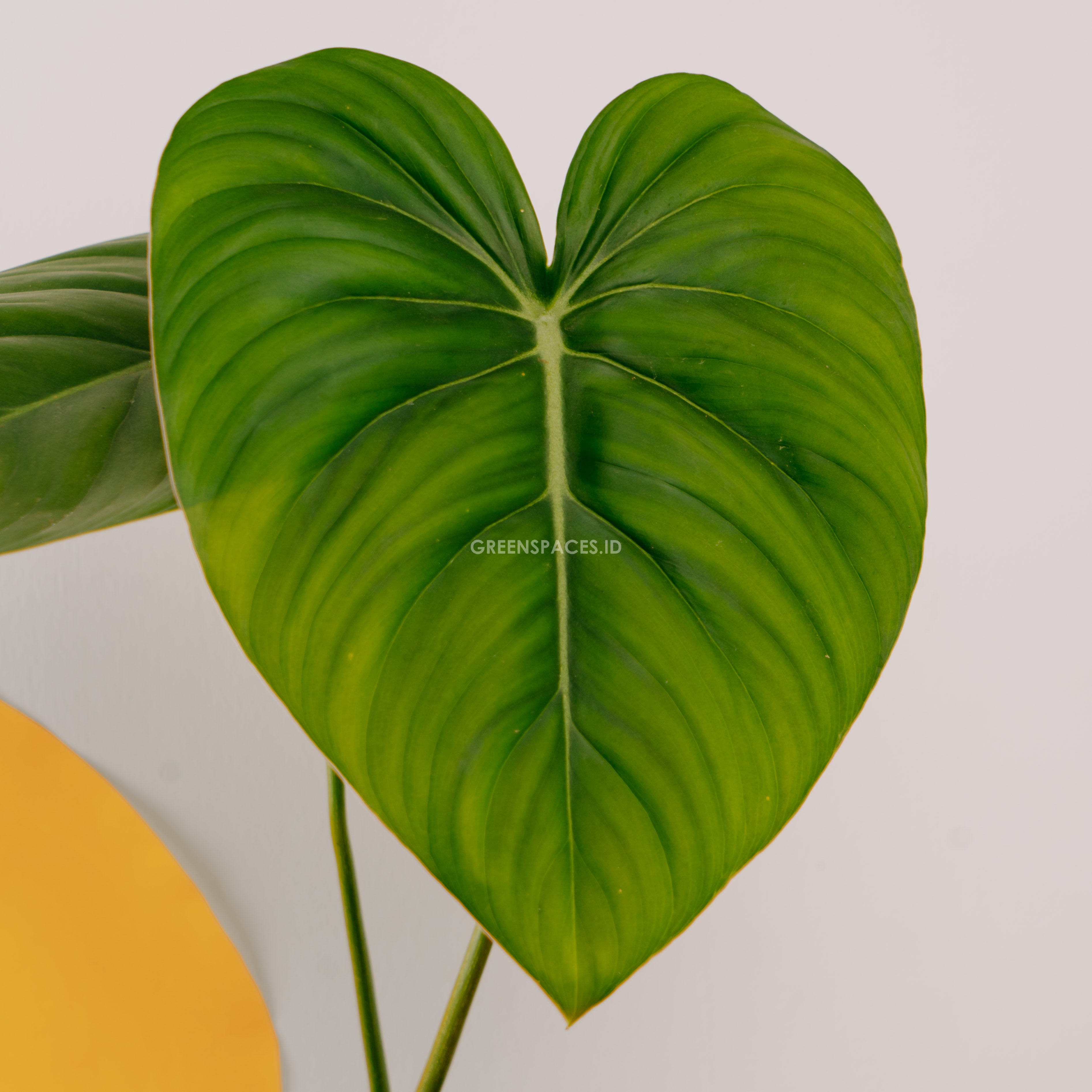 Philodendron Pastazanum - Greenspaces.id