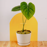 Philodendron Pastazanum - Greenspaces.id