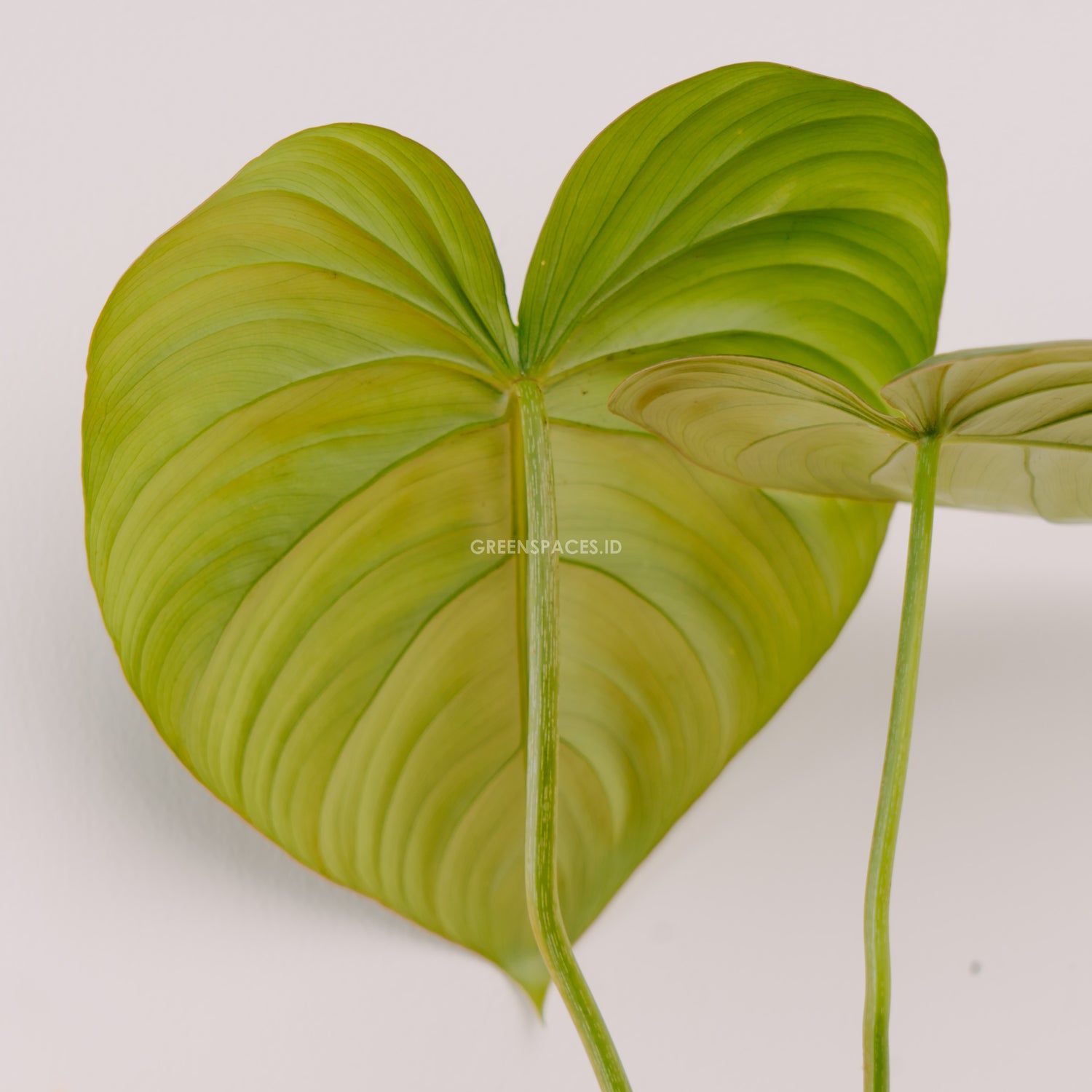Philodendron Pastazanum - Greenspaces.id