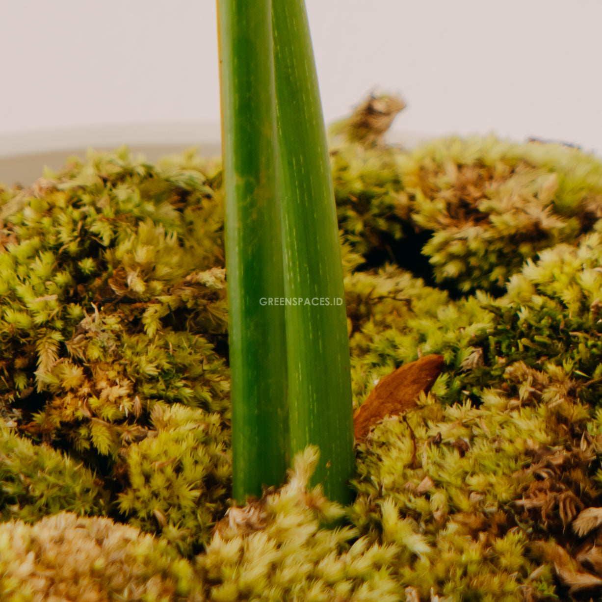 Philodendron Pastazanum - Greenspaces.id