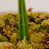 Philodendron Pastazanum - Greenspaces.id