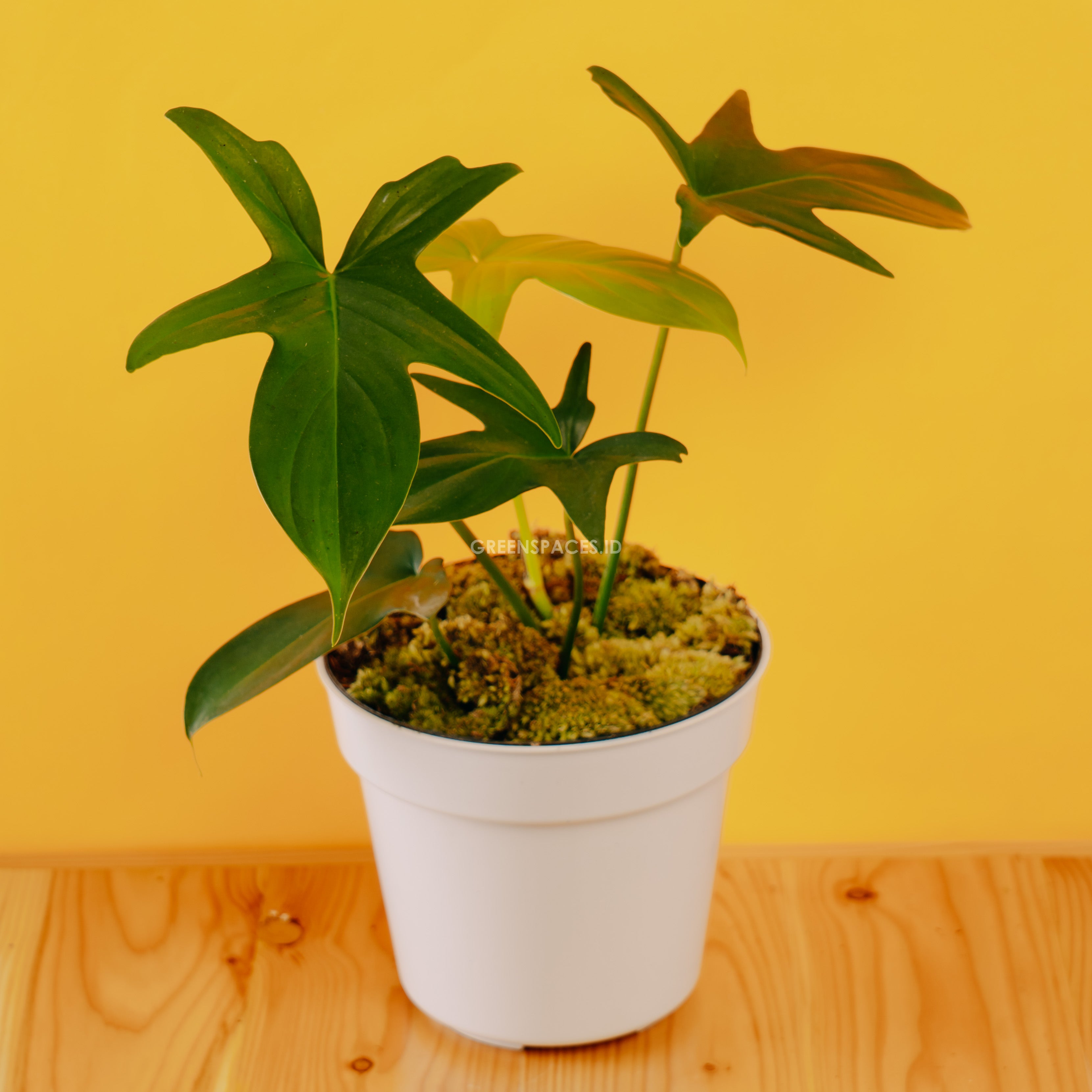 Philodendron Pedatum - Greenspaces.id