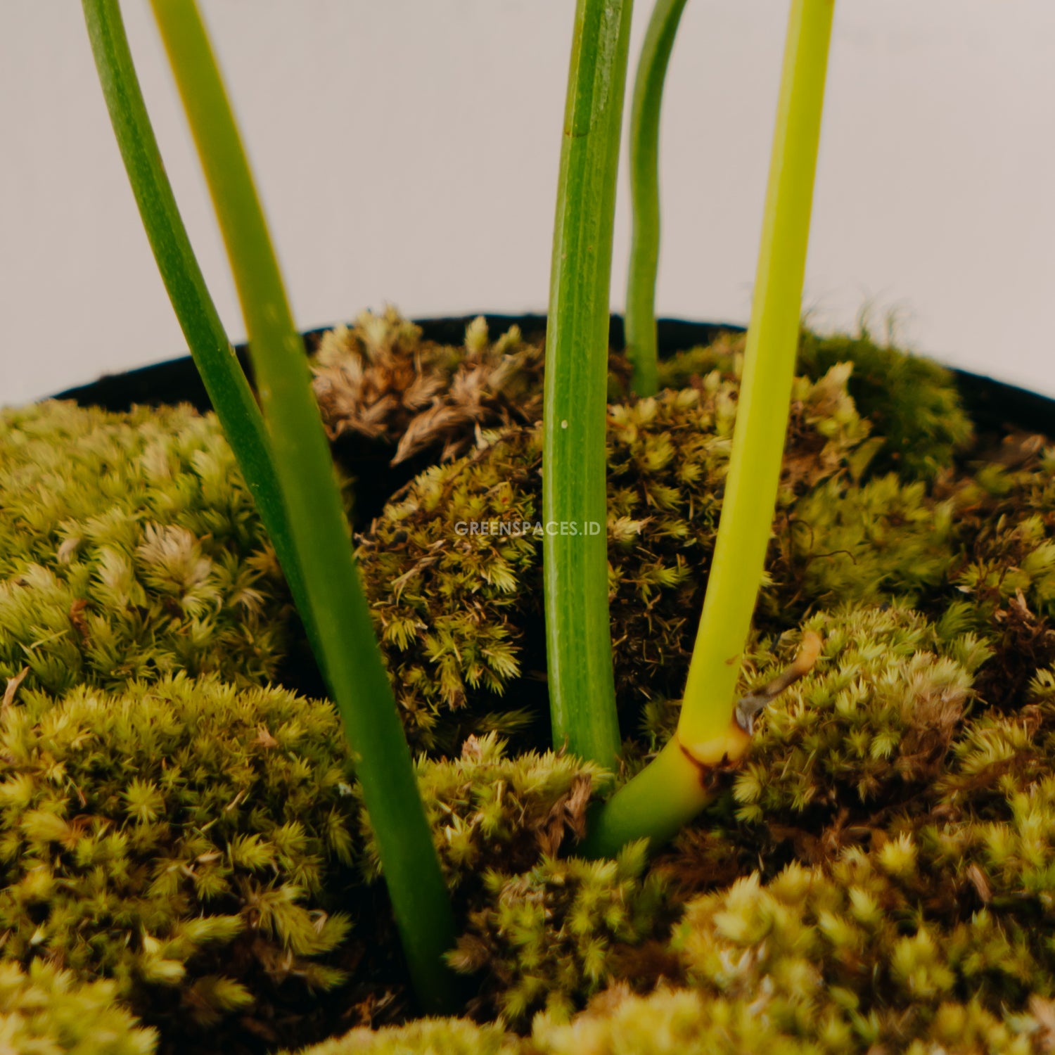 Philodendron Pedatum - Greenspaces.id