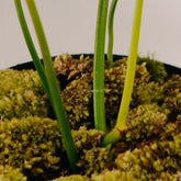 Philodendron Pedatum - Greenspaces.id