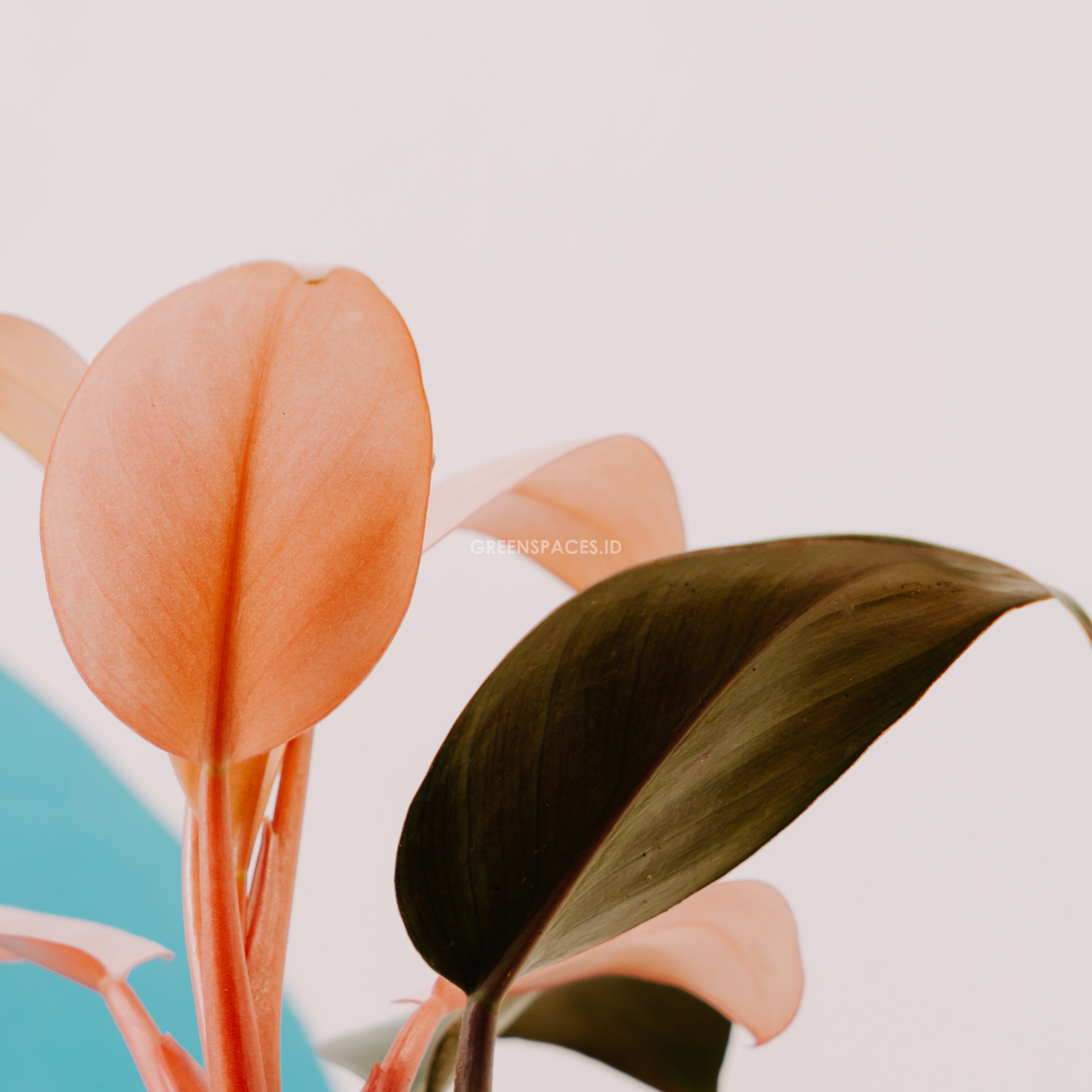 Philodendron Pink Congo