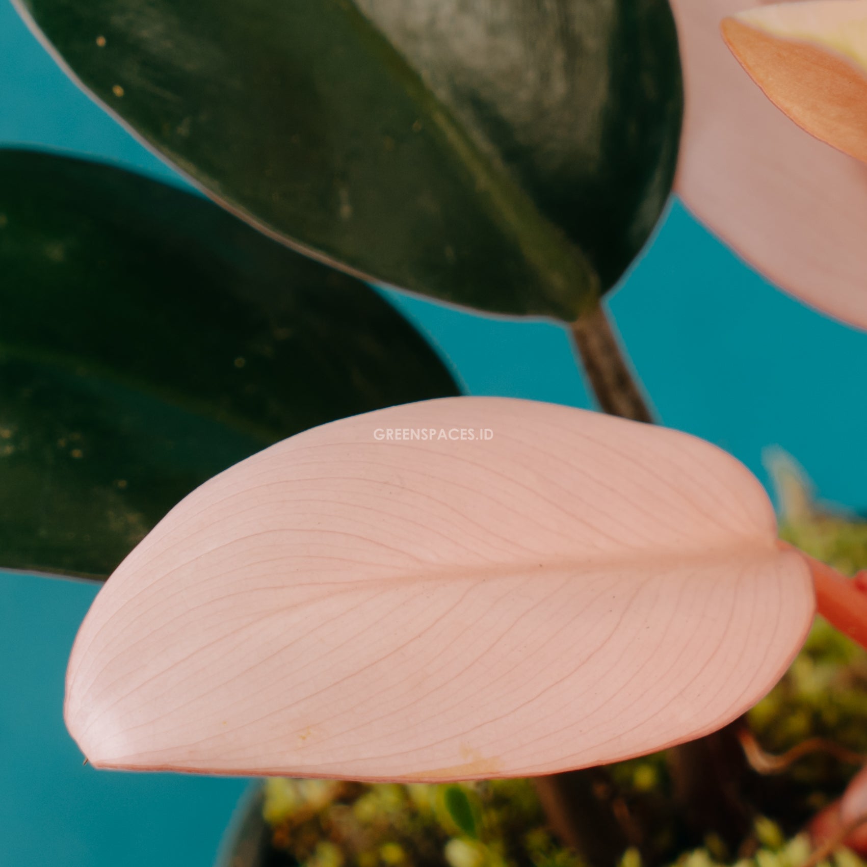 Philodendron Pink Congo