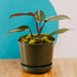 Philodendron Red Anderson - Greenspaces.id