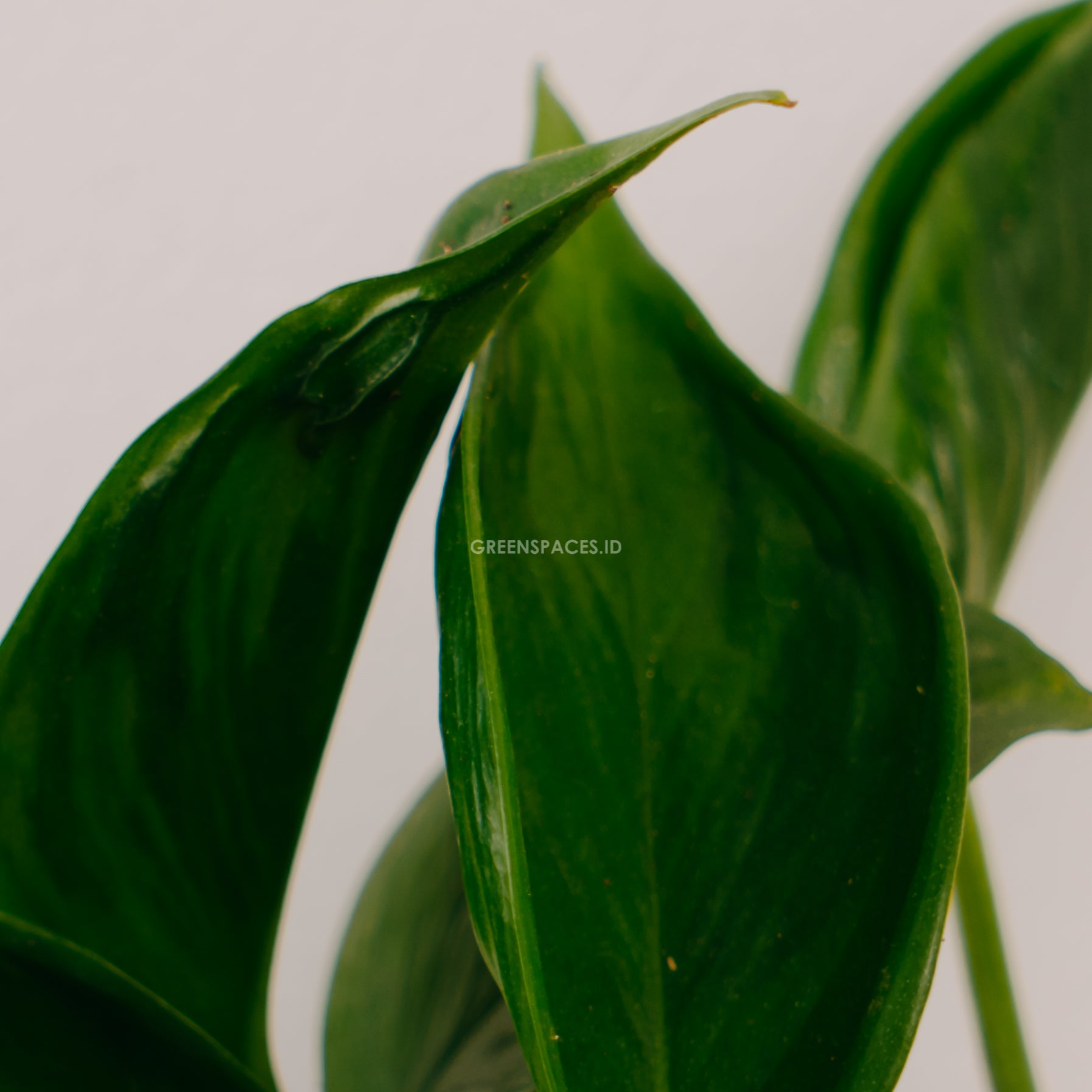 Philodendron Shangri La - Greenspaces.id