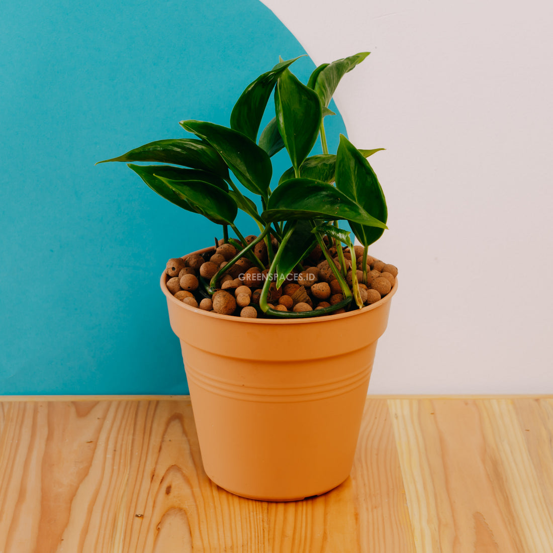 Philodendron Shangri La - Greenspaces.id