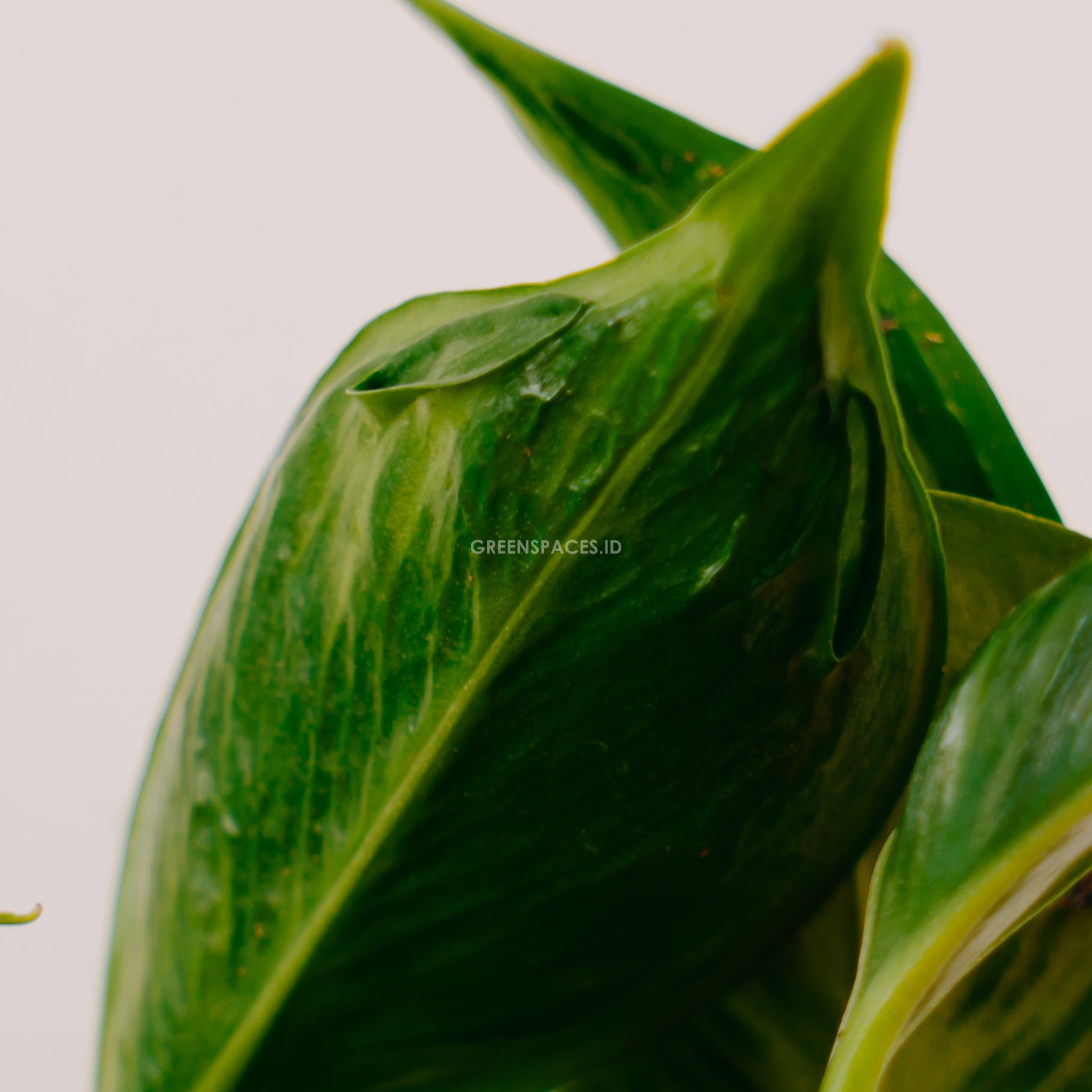 Philodendron Shangri La - Greenspaces.id