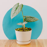 Philodendron Sodiroi Big - Greenspaces.id