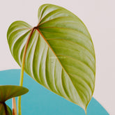 Philodendron Sodiroi Big - Greenspaces.id