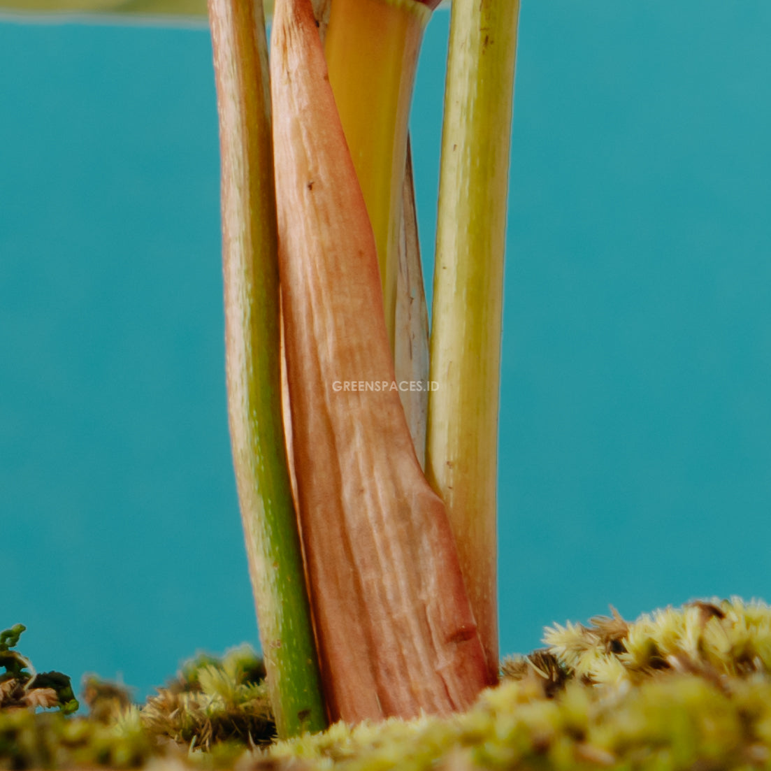 Philodendron Sodiroi Big