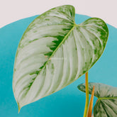 Philodendron Sodiroi Big - Greenspaces.id