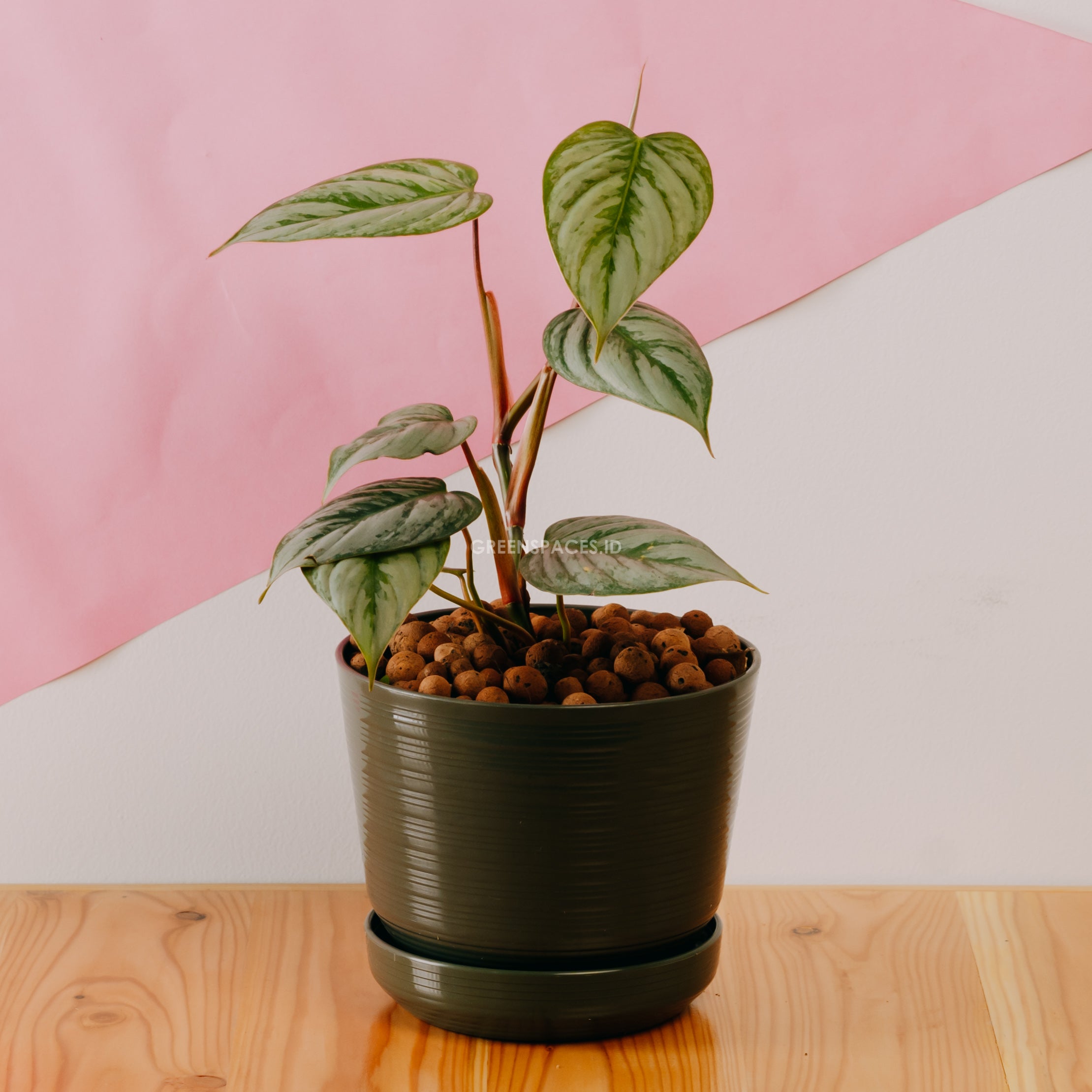 Philodendron Sodiroi Little - Greenspaces.id