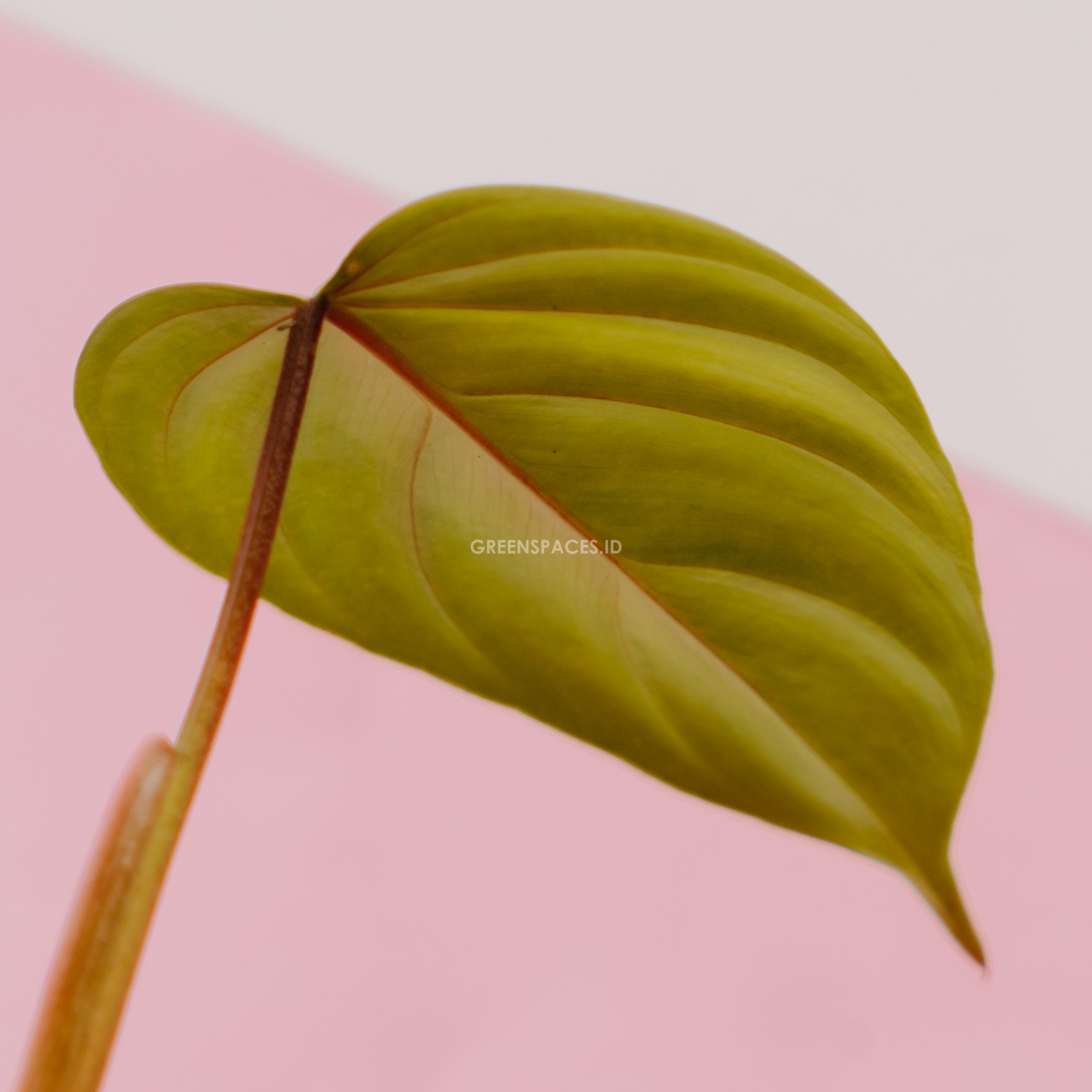 Philodendron Sodiroi Little - Greenspaces.id