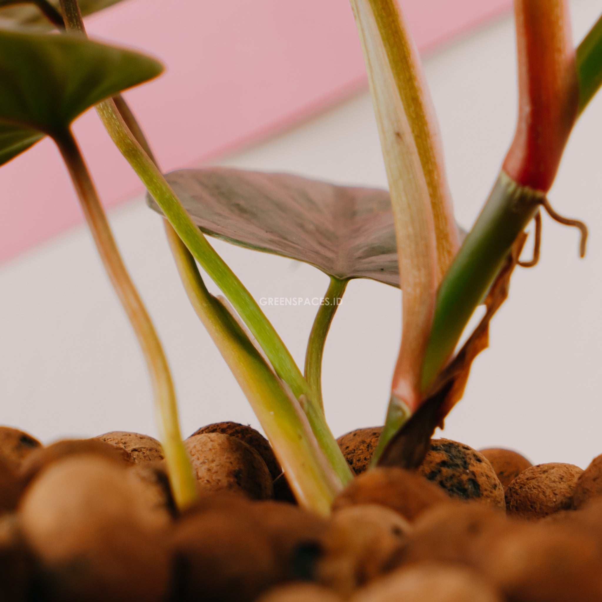 Philodendron Sodiroi Little - Greenspaces.id