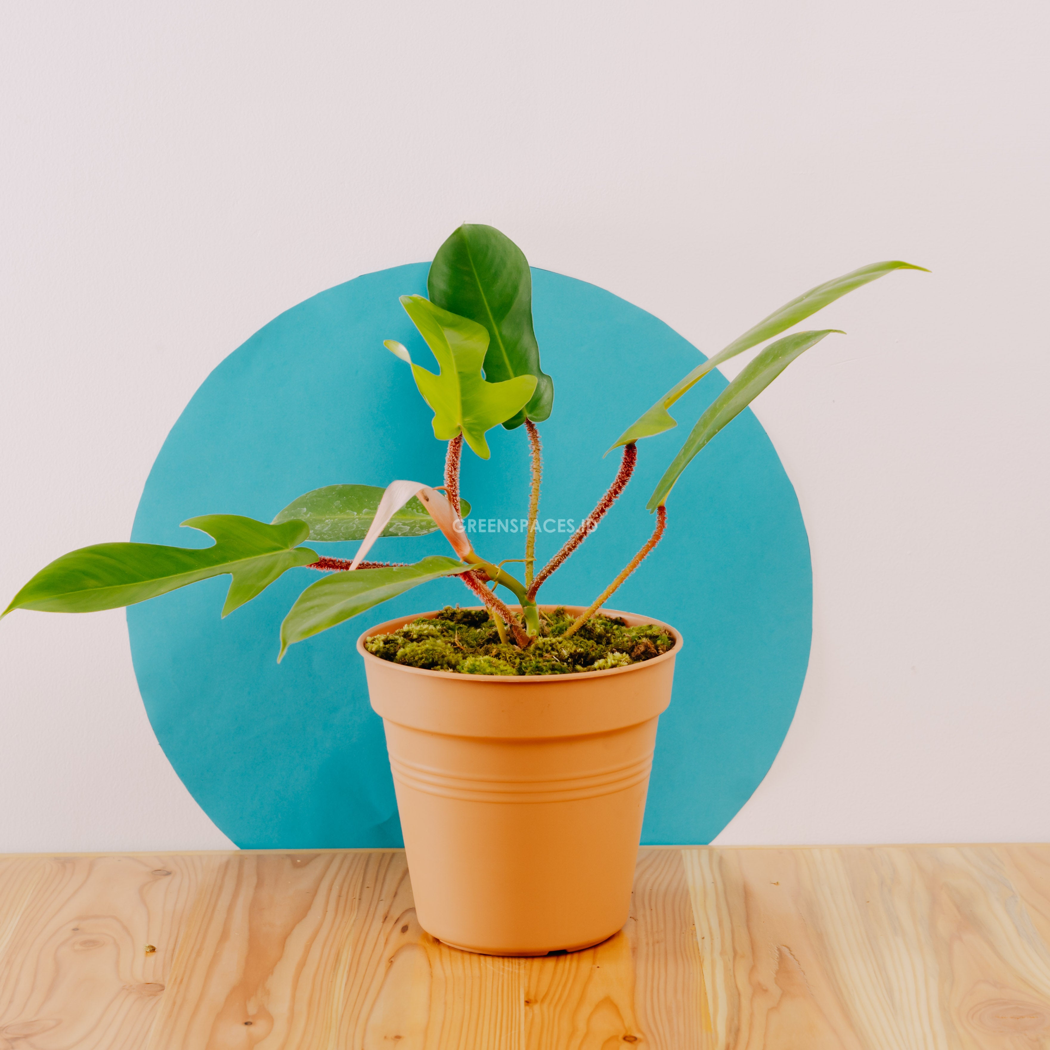 Philodendron Squamiferum - Greenspaces.id