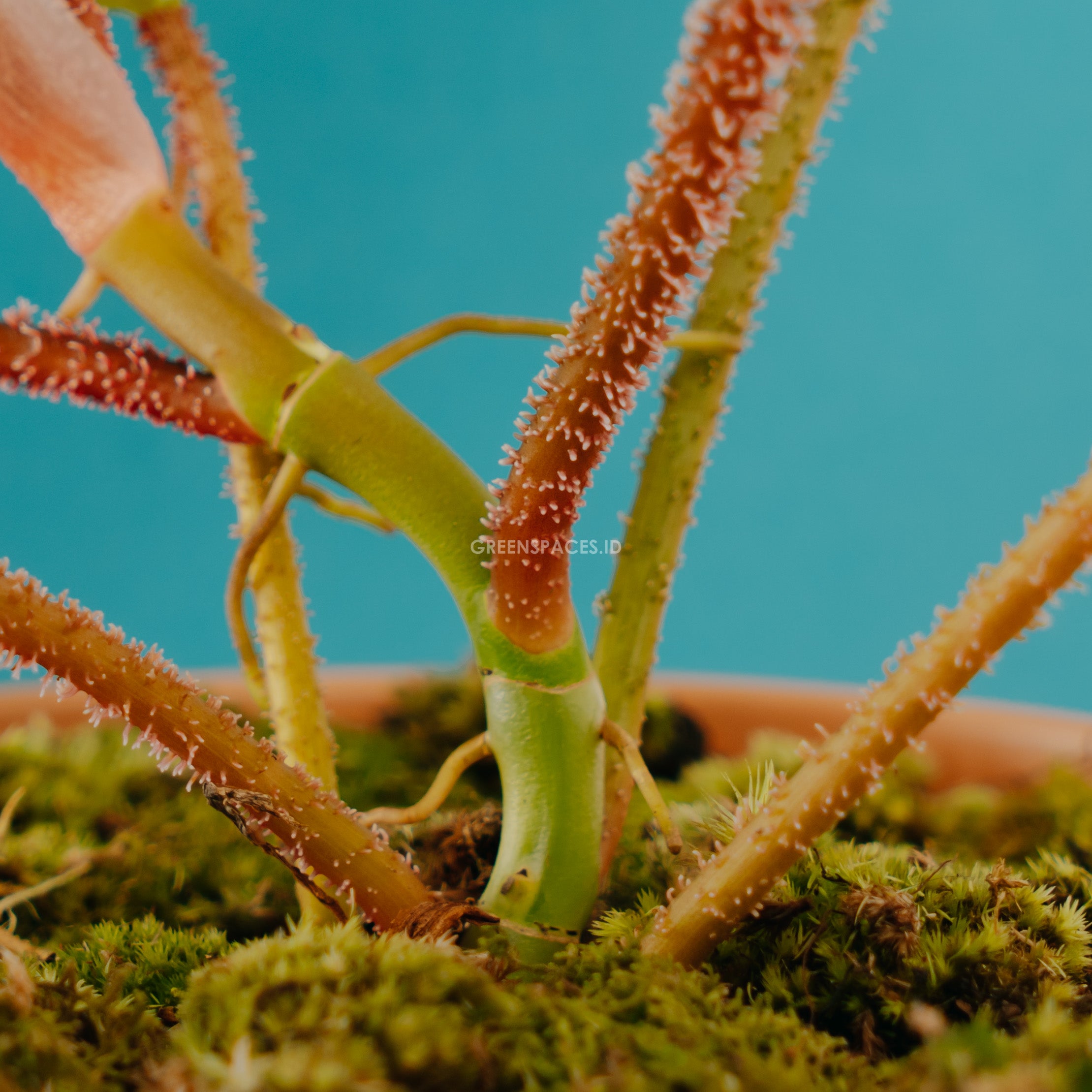 Philodendron Squamiferum - Greenspaces.id