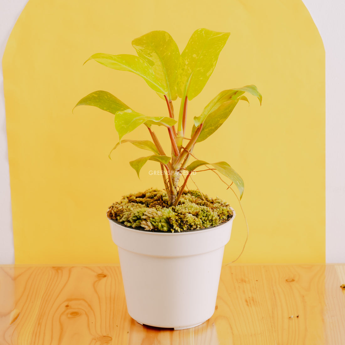 Philodendron Thai sunrise - Greenspaces.id