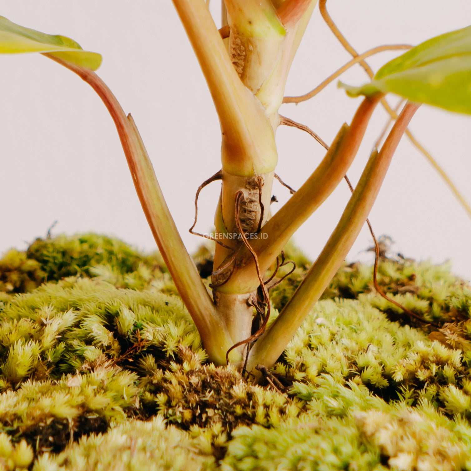 Philodendron Thai sunrise - Greenspaces.id