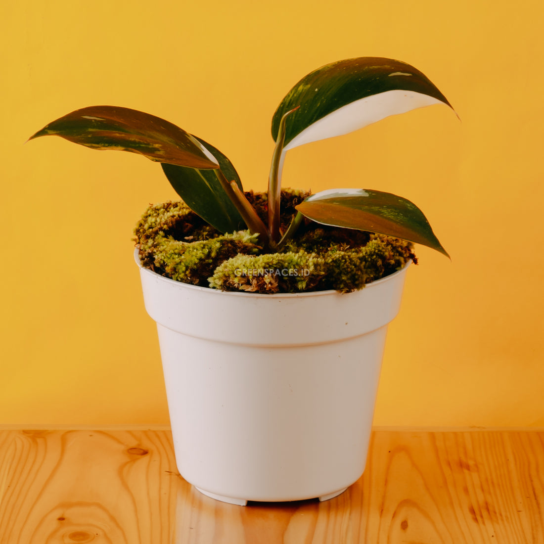 Philodendron White Knight - Greenspaces.id